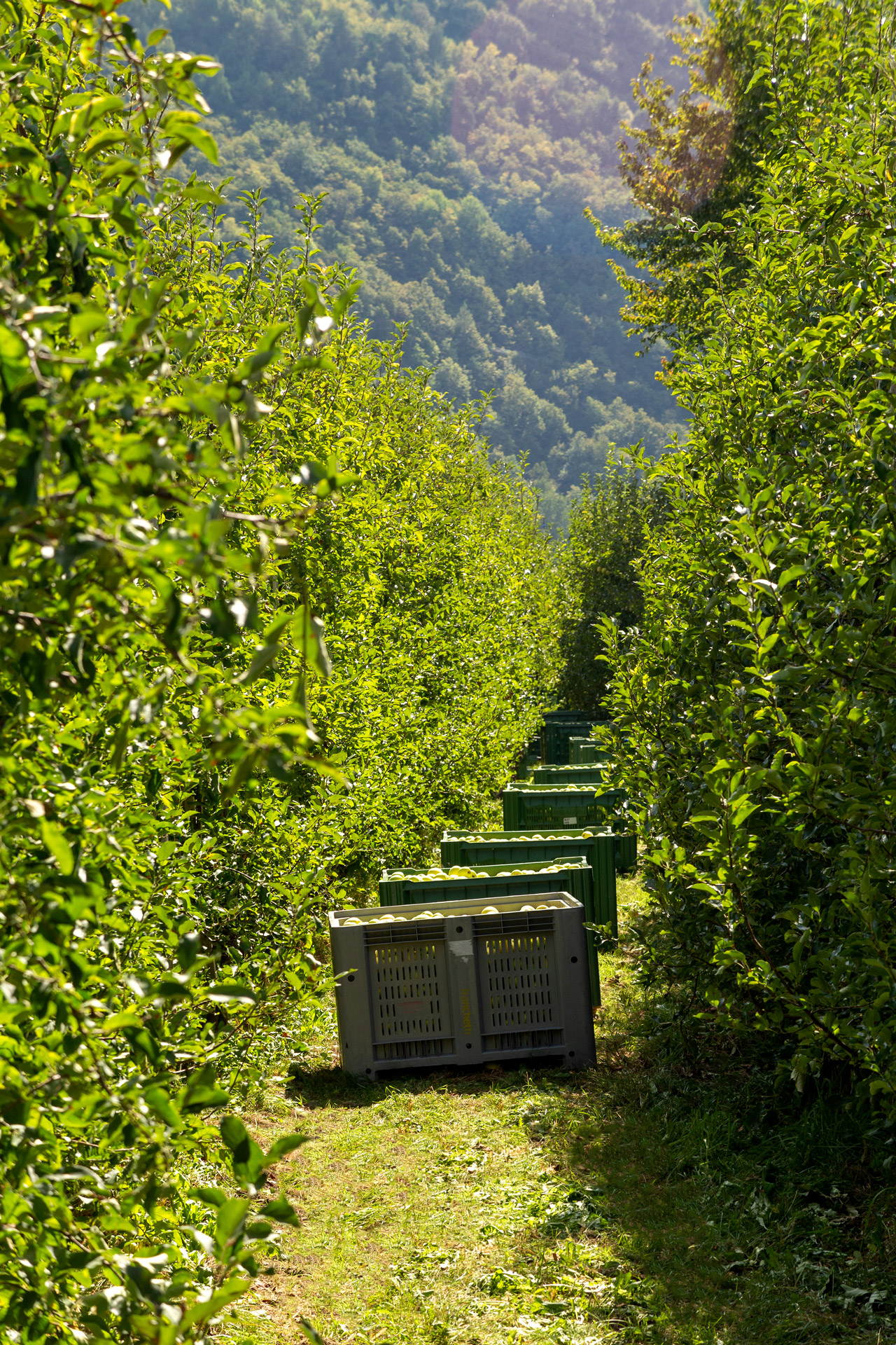 SOCIETA' AGRICOLA FRATELLI FRANCHETTI S.R.L. — foto 5
